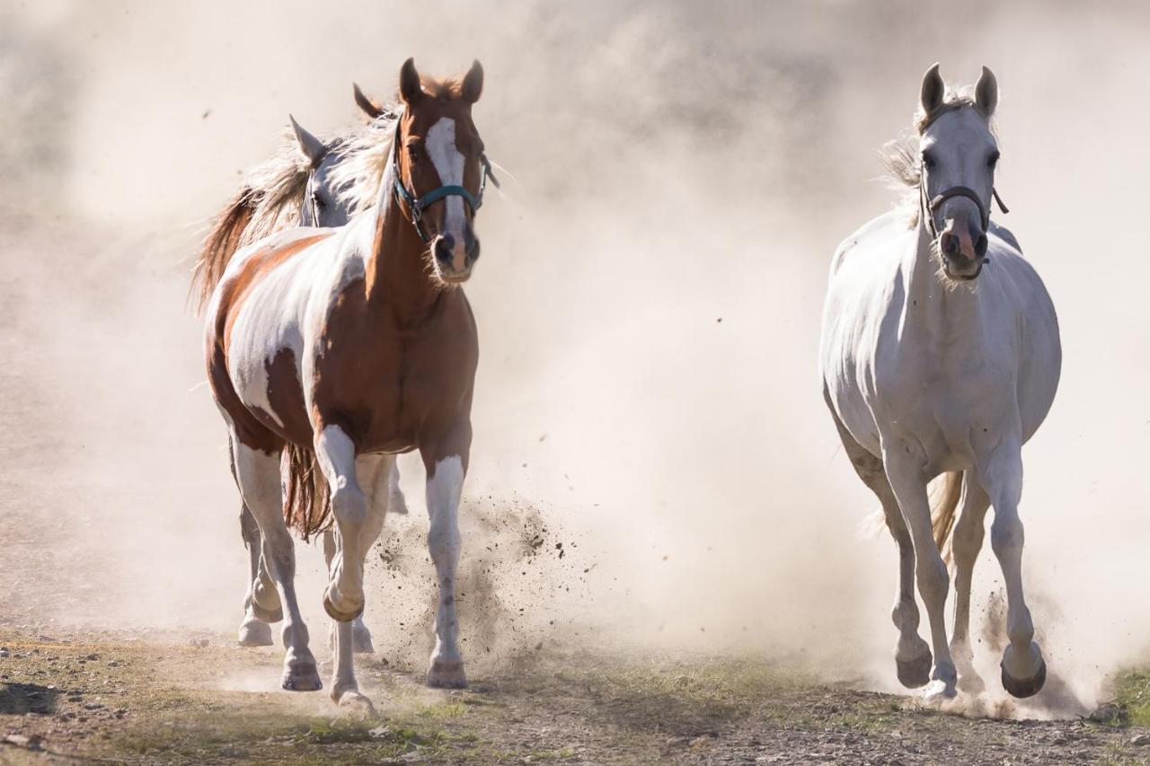 Ranchhouse Smoker- Westernstable - Horse Apartment *